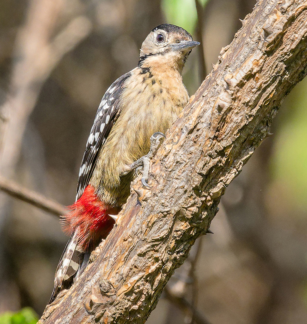 image Fulvous-breasted Woodpecker